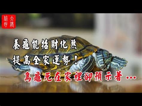 烏龜招財|養烏龜風水:新手必學3大要訣